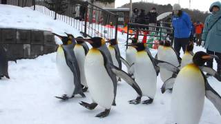 旭山動物園：ペンギンパレード