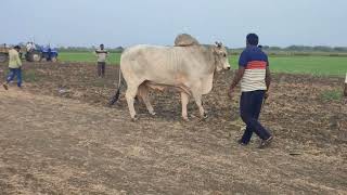 Ongole Bull