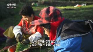 한국기행 - Korea travel_남도 꽃길을 가다 5부 꽃섬의 봄_#001