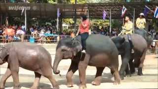 การแสดงช้างสุรินทร์ (Surin Elephant Show, Thailand)