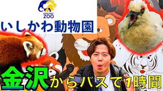 [いしかわ動物園]金沢からバスで1時間！ライオンやホワイトタイガー,オランウータンにも会える！/Kanazawa Ishikawa Zoo