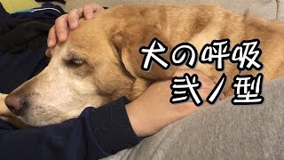 【鬼滅の刃インスパイア】犬の呼吸弐ノ型まどろみ【F1レトリバージェイク】/Jake plays with Demon Slayer