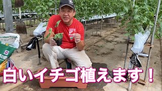 イチゴの苗をプランターに植えてみました。🍓