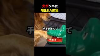 犬がワニに噛まれた結果