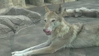 20230609 1506 天王寺動物園 チュウゴクオオカミ メグ・メラ