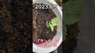 プランターで小玉スイカ1号🍉【2023.6.5】