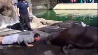 49er Coach Jim Harbaugh does push-ups with Siku the walrus
