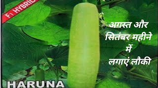 louki ki kheti। August aur September mahine mein। Bottle Gourd farming। लौकी की खेती।