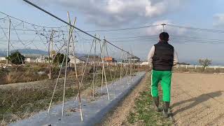 春の豆の苗植え、種まき🫛