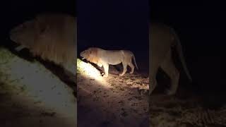 Male Lion Establishing a New Territory