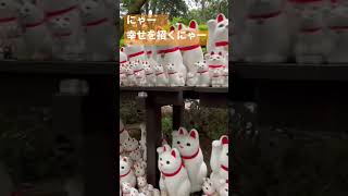 にゃ〜　吾輩が豪徳寺のリアル招き猫にゃ