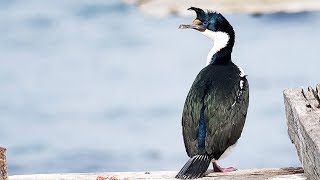 Indian Cormorant || The Wild