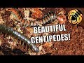 UNBOXING | New centipedes from the tropics!