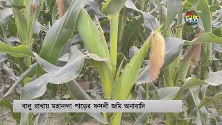 চাঁপাইনবাবগঞ্জে ড্রেজিংয়ের বালুতে চাষাবাদ করা যাচ্ছে না প্রায় ১০০ বিঘা জমিতে | Chapainababganj