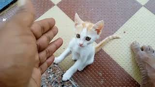 ಈ ಬೆಕ್ಕಿನ ಮರಿ ಏನ್ ಕ್ಯೂಟ್ ನೋಡಿ. cat lovers