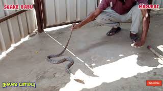 இந்த விஷ பாம்பு மறைந்திருக்கும் இடத்தை பாருங்கள் #snake babu #madurai #youtube #save nature's