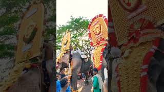 Kiran Narayanankutty കിരൺ നാരായണൻകുട്ടി#aana#2023#pooram#vibes#ulsavam#shorts #aanapremi#thrissur#1m