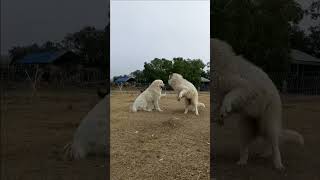 Great Pyrenees vs  Maremmano Sheepdog #doglover #fight