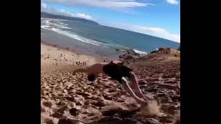 Guy does multiple back flips down hill