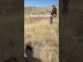 chasing chukar hunting birdhunting birddog hunt dogs benelli huntingdog huntingseason