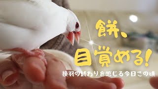 餅、目覚める