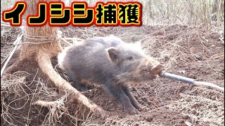 #28【狩猟】イノシシを生け獲りする！ capture the wild boar alive【狩女子】