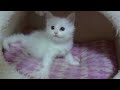 生後３８日目のメインクーンの子猫