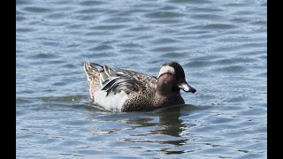 シマアジ/Garganey