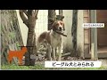 飼い犬にかまれ 男性が意識不明の重体 薩摩川内市・鹿児島 動物愛誤 製造車禍.傷人.人身被害 animal attacks アニマルホーダー covid 19 狂犬病.rabies