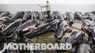 The Grind: Whale Hunting in the Faroe Islands (Trailer)