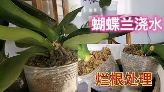 夏天如何给蝴蝶兰浇水？用什么盆栽种好，烂根怎么处理！