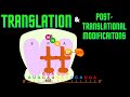 USMLE Step 1 - Lesson 16 - Translation, and posttranslational modification