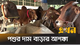 গো-খাদ্যের খরচ বেড়েছে ৬০-৭০ ভাগ | Cattle | Ekhon TV