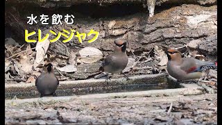 [4K60P]水を飲むヒレンジャク／A公園