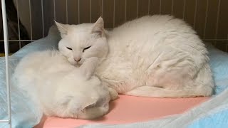 ミミ＆チビ（母と娘）晩年のチビちゃんメインの動画です😻＃10