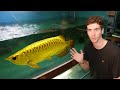 $24,000 GOLD AROWANA!! - Inside World's *LARGEST* Rare Arowana Fish Breeder...