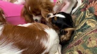 キャバリア　ハム＆うにちゃん　子犬　Cavalier King Charles Spaniel puppy    キャバリア　カル＆ミル