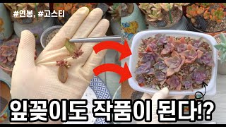 다육이 잎꽂이 전문가??!! 합식으로 작품 만들어볼까요??(多肉植物)(たにくしょくぶつ)