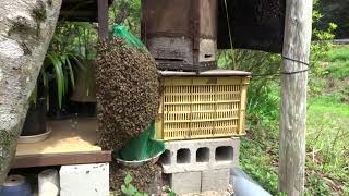 キンリョウヘンに誘引された日本蜜蜂分蜂群　a Japanese honeybee