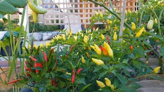 ผลผลิตหลังบ้าน‼เก็บพริกขี้หนูสวนหนีหนาว harvesting hot thai peppers |ปลูกผักสวนครัวในต่างแดน