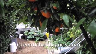 A Lush Garden From Waste Water -- A Graywater System Banned By The City Of Los Angeles