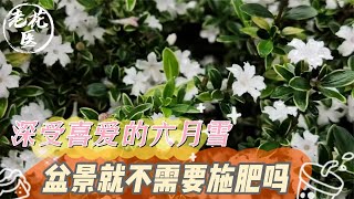 深受喜爱的六月雪，盆景就不需要施肥吗？六月雪养护教学！