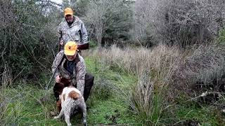 CHASSE ENTRE AMIS  -   Épagneuls et springers