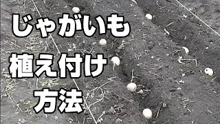 【じゃがいも栽培】春じゃがいもの植え付け方法！「そうか病対策」の注意点（種芋の切り方・畝作り〜植え付け）