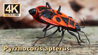 Firebug (Pyrrhocoris apterus) - part 3