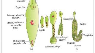 Lecture No.  35 (Early Development Of Plant Body In Capsella Bursa Pastrosis)