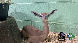 Baby Bulletin: Meet Gus the Gerenuk!