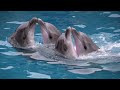 dolphins 10 amazing facts about dolphins you never knew