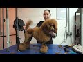 day in the life of a dog groomer episode 4