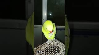 Mitthu playing with#shortvideo #shorts #viral #cockatiel #cocatiel #funny #petvlog#minizoo #ytshorts